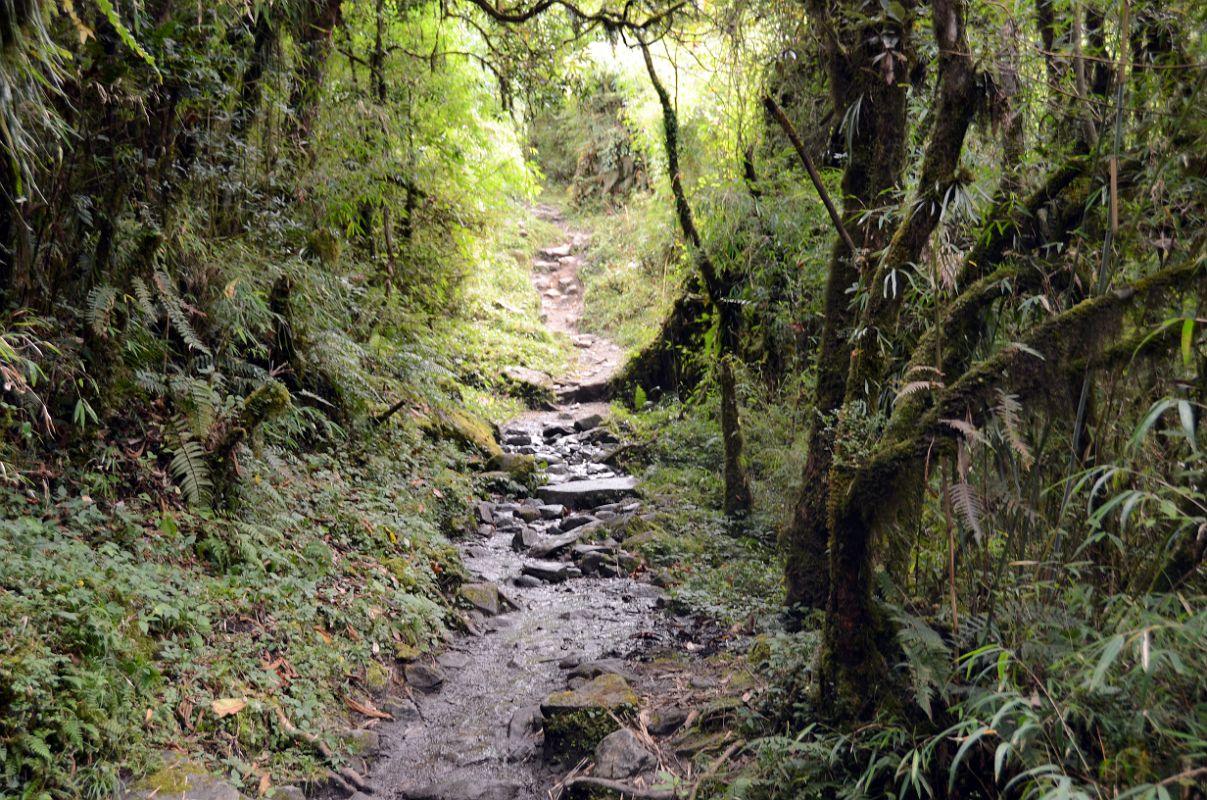17 Trail Between Bamboo and Dovan On Trek To Annapurna Sanctuary 